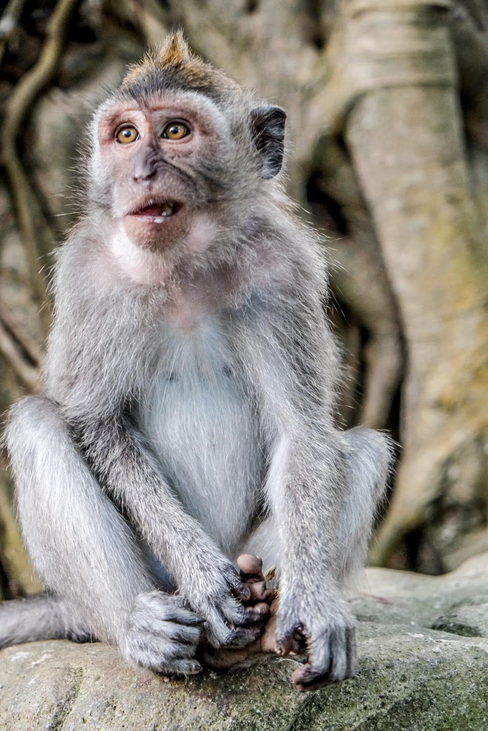 Bali. Świątynia małp w Ubud