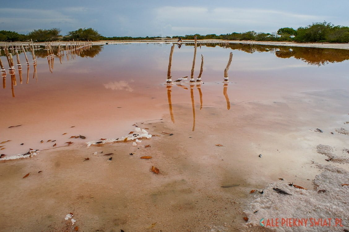 Salinas de Celestun w meksyku