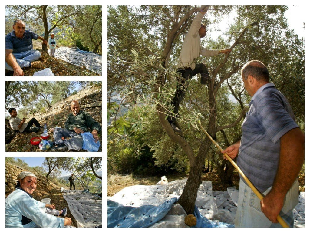 Zbieranie oliwek, Liban.
