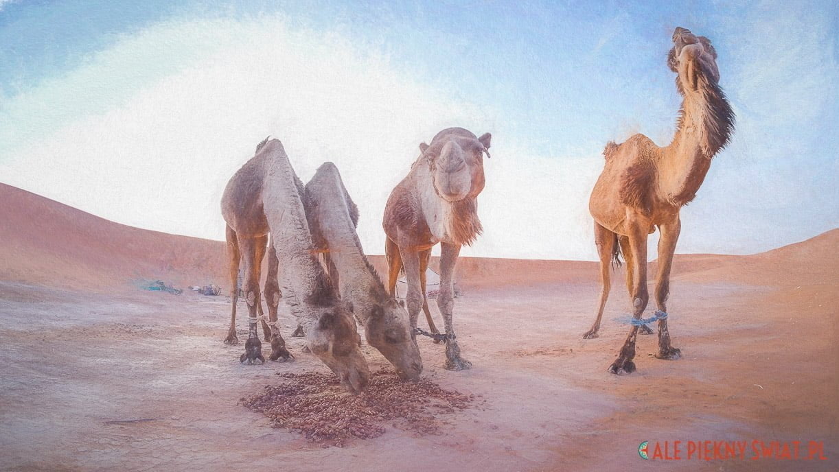Fotoobraz z wystawy Sen o Saharze